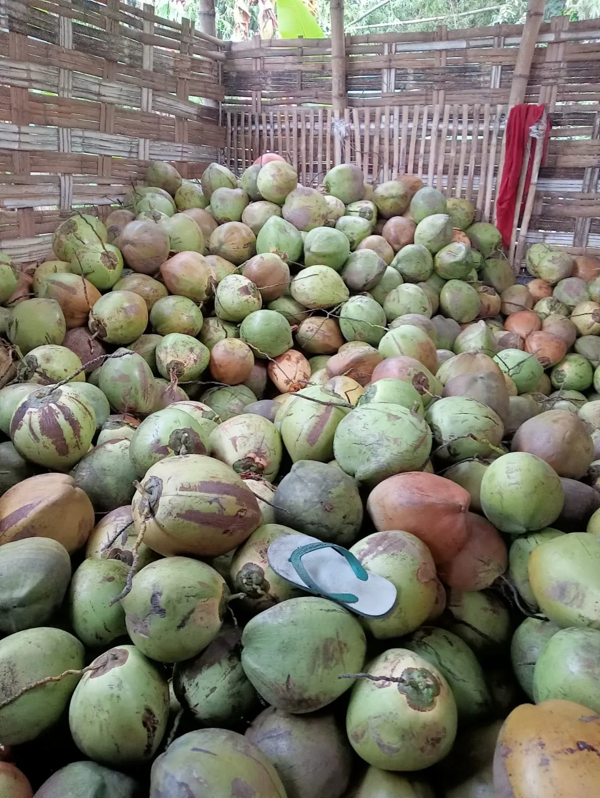 Green Coconut