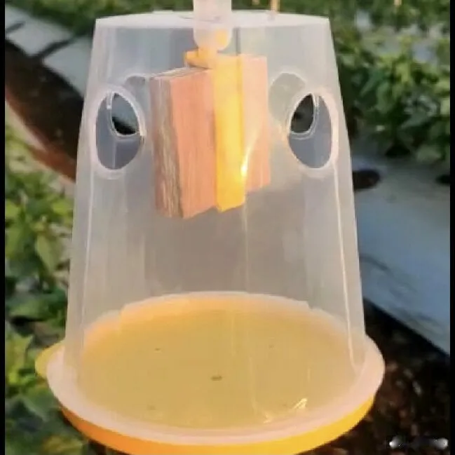 FRUIT FLY TRAP