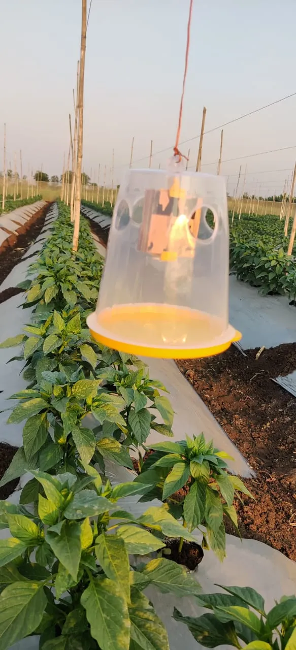 FRUIT FLY TRAP