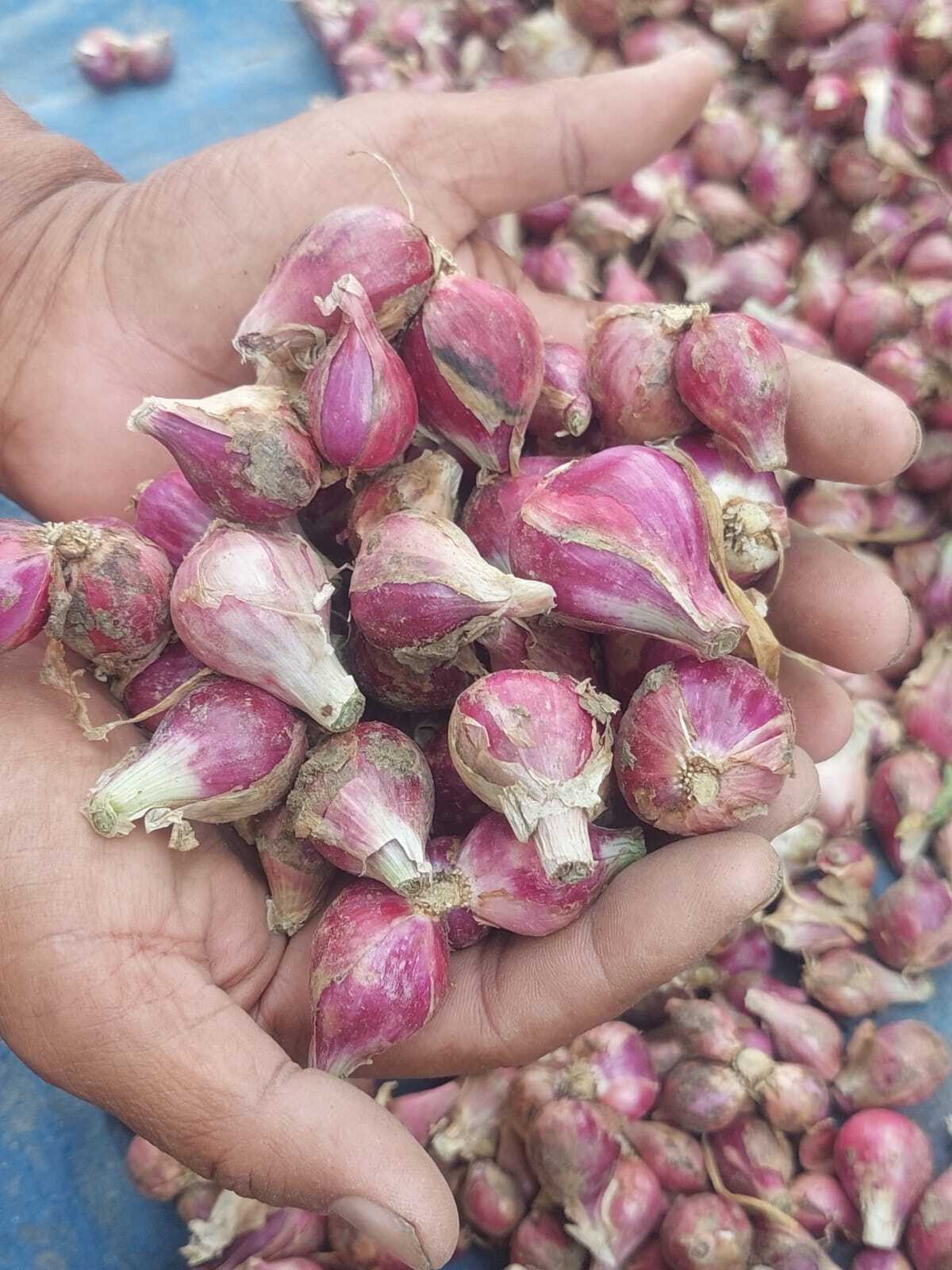 Indonesia Shallot